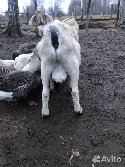 Козел альпийский