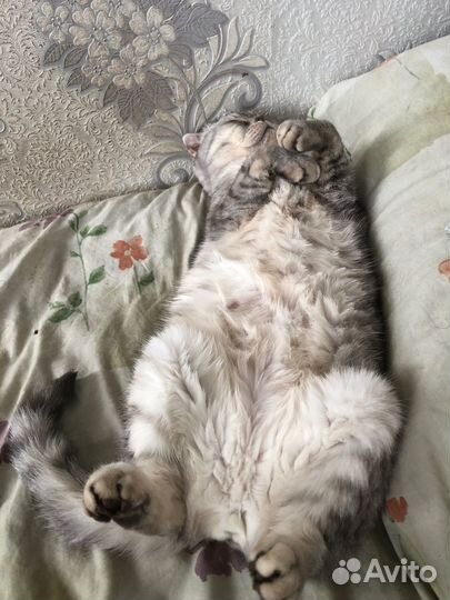 Ветеринарный врач на дом