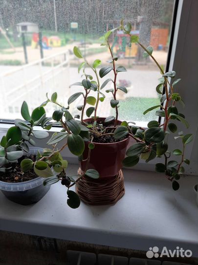 Пеперомии и сингониумы