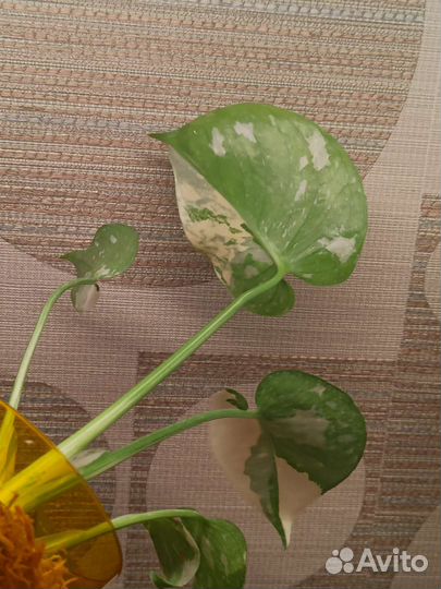 Монстера Тайское созвездие