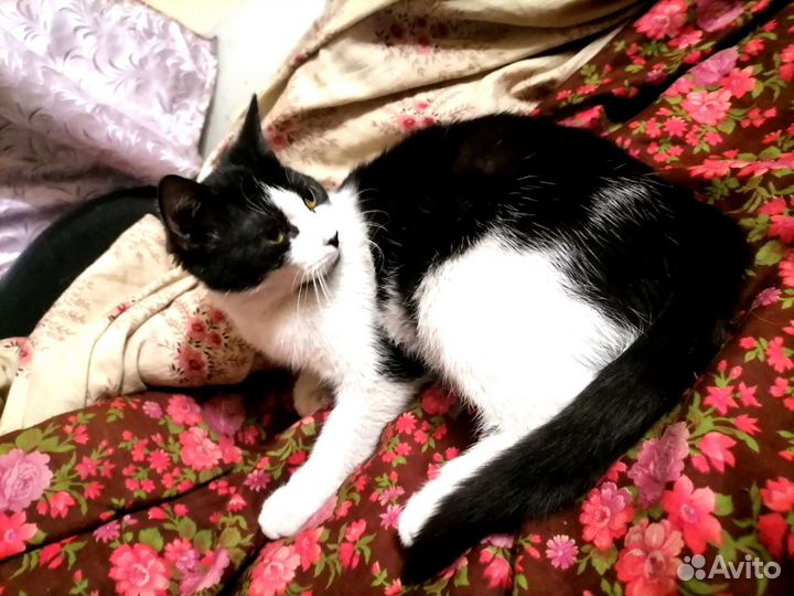 Кошечка 4 мес.Спасена из садоводства