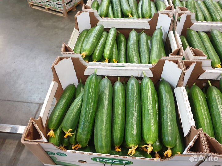 Огурцы 