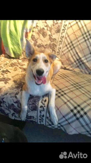 Привязали и ушли.собака в дар в добрые руки