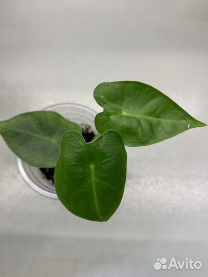 Алоказия детки