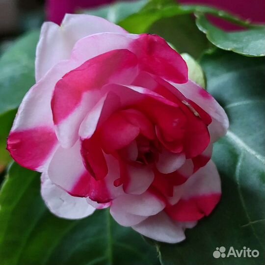 Бальзамин махровый