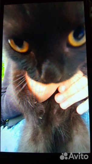 Отдадим котенка