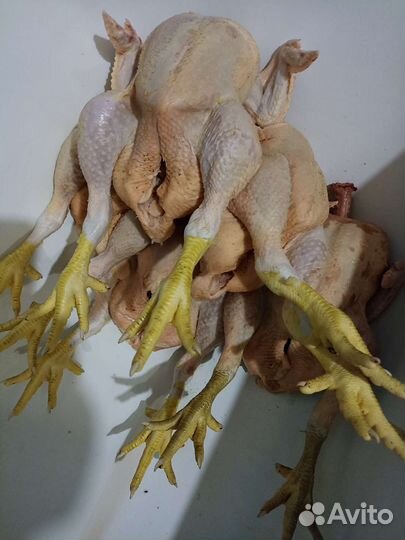 Мясо цыплят бройлер