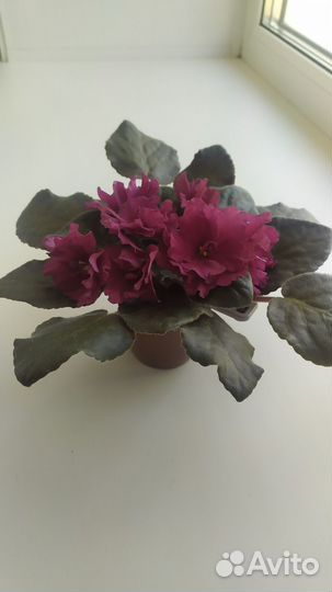 Фиалки сортовые цветущие