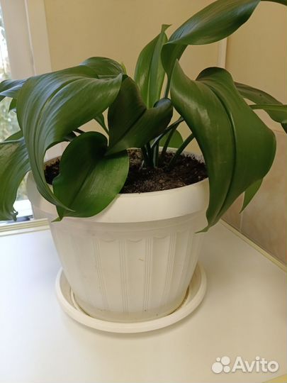 Эухарис амазонская лилия