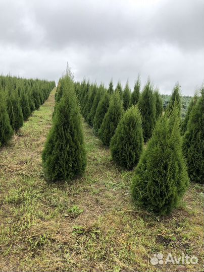 Туя Брабант 1,5 м с посадкой