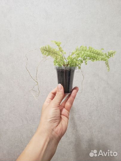 Комнатные цветы