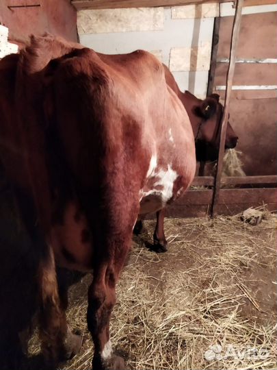Корова высокоудойная