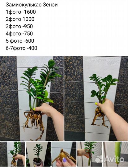 Замиокулькас зензи