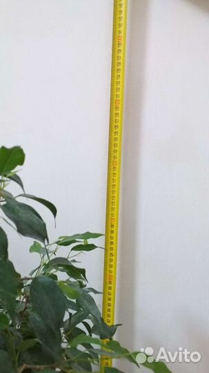 Фикус бенджамина большой