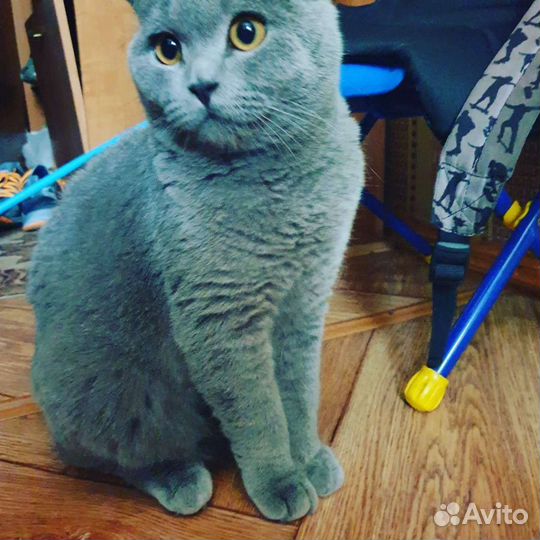 Шотландский котик ищет девушку пля времяпровождени