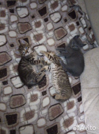 Отдам в добрые руки