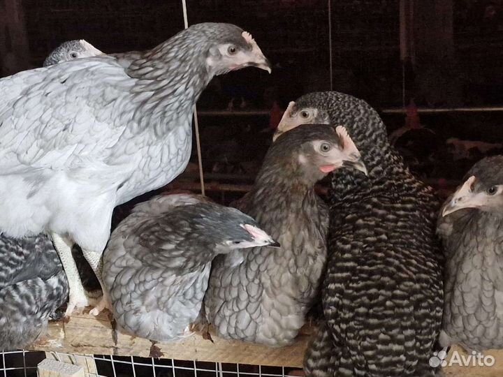 Гуси 40 дней