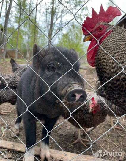 Вьетнамские поросята