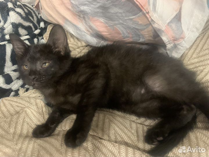 Котята в добрые руки бесплатно