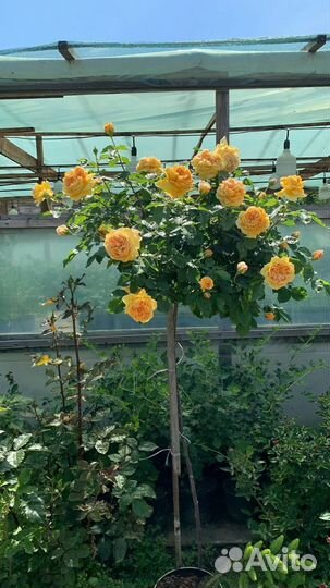 Штамбовые Розы