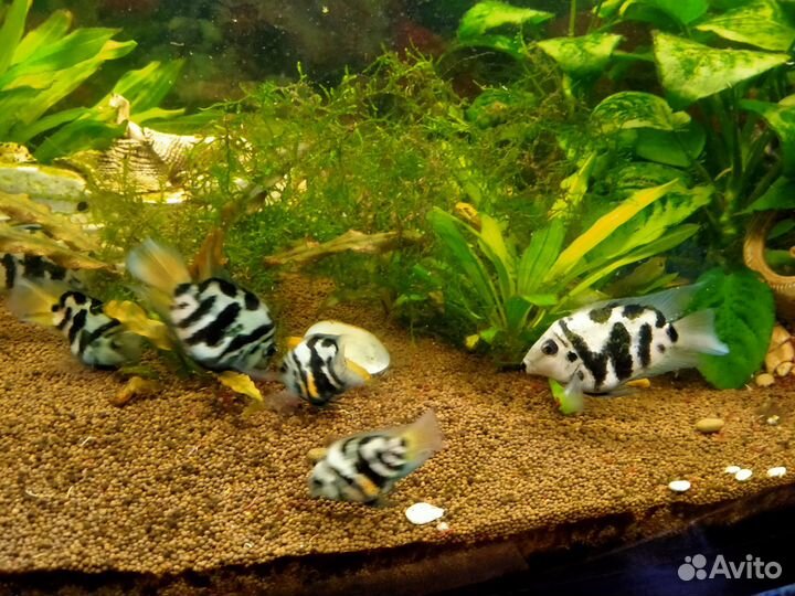 Аквариумные рыбки