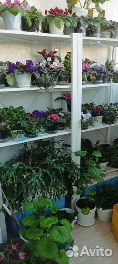 Комнатные цветы разные