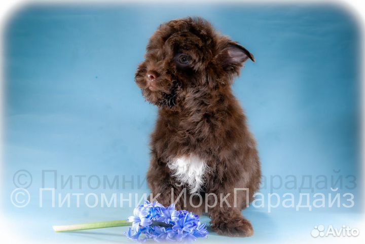 Шоколадный йорк