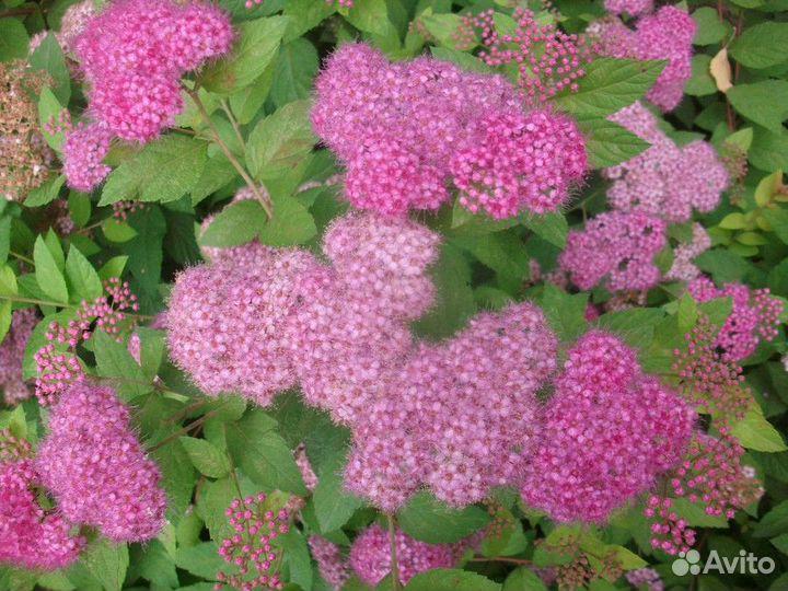 Спирея розовая