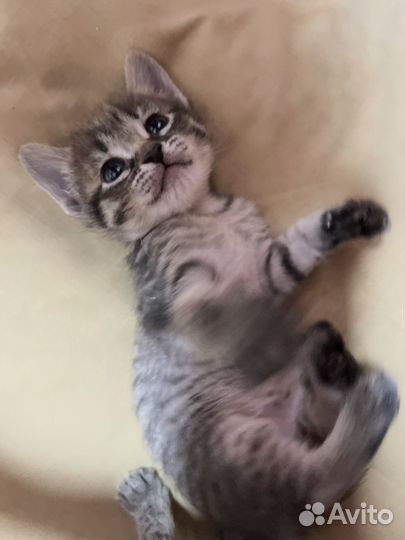 Отдам котят бесплатно