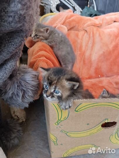 Котята в добрые руки