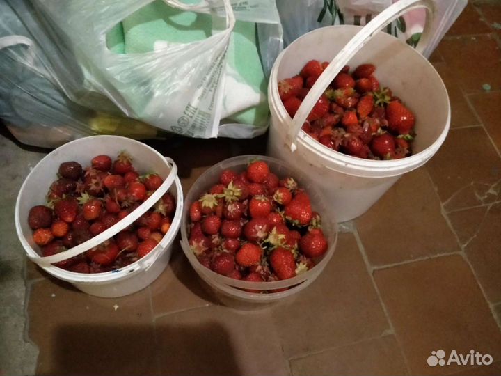 Рассада клубники купчиха