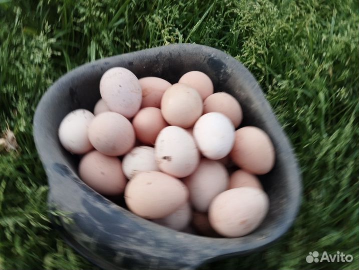 Яйца цесарки