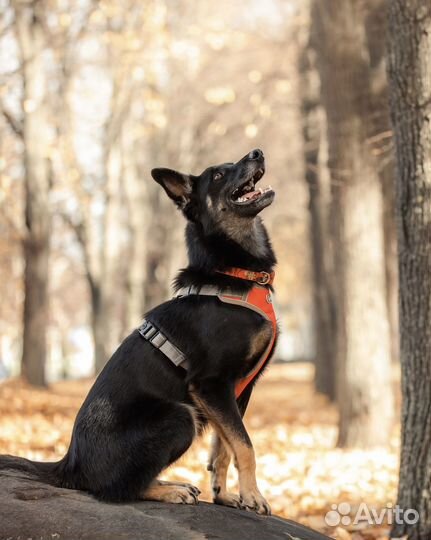 Собака в добрые руки бесплатно