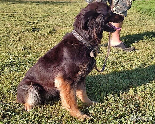 Небольшая собачка в поисках дома