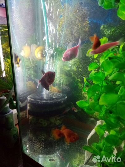 Аквариум
