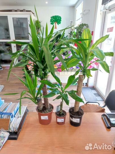 Домашние комнатные цветы Доставка