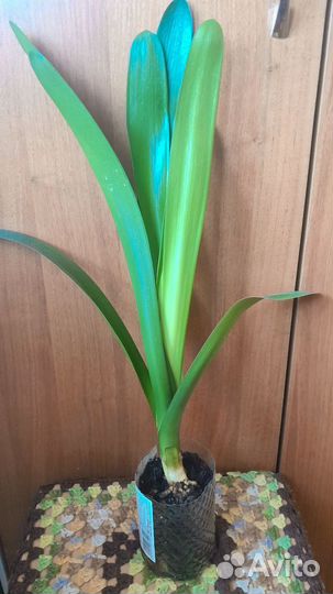 Кливия киноварная