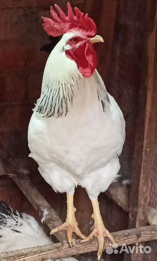 Петухи породы Леггорн и Адлерская серебристая