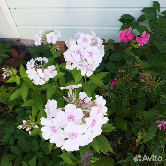 Флоксы многолетние