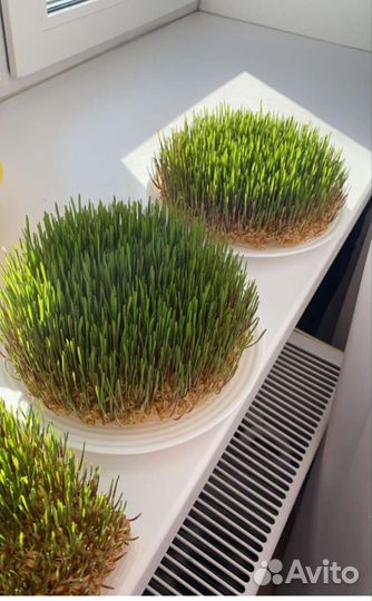 Ростки пшеницы