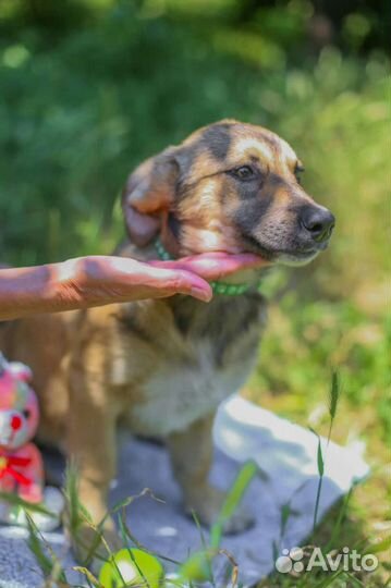 Девочка Карамелька 3,5 мес