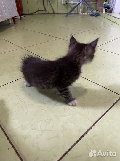 Котята в добрые руки мальчики