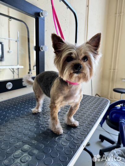 Стрижка собак груминг