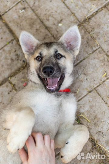 Щенок 4 месяца девочка бесплатно