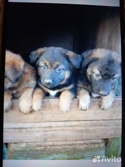 Отдам в добрые руки щенков
