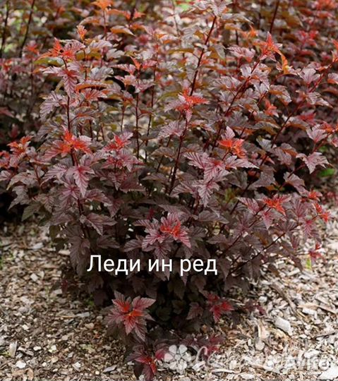 Растения для сада