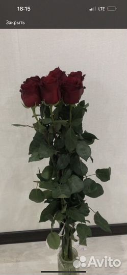Розы 1 метр