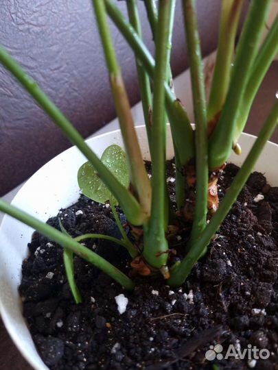 Комнатные цветы антуриум