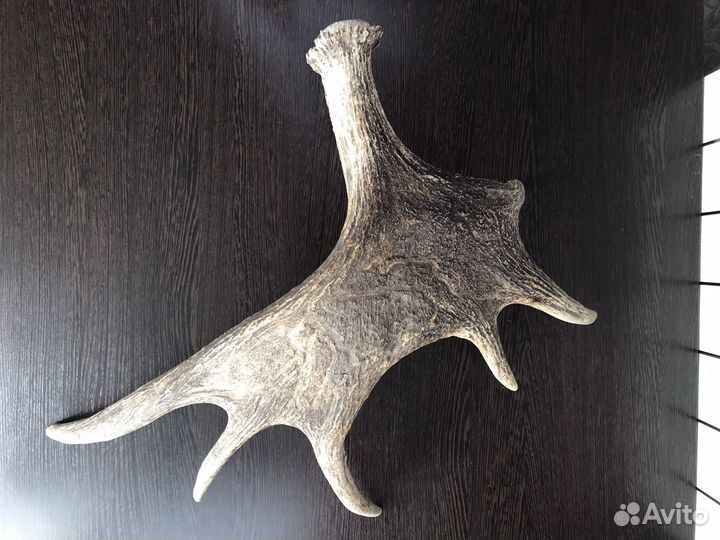 Лосиные рога