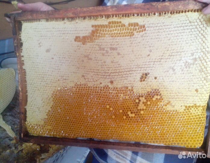 2024 Мёд натуральный из Алтая опт